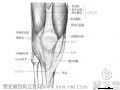 膝关节伸展结构图